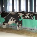 4487250 7 4891 les vaches fraichement debarquees a la 939d1177f032987b05e86c1105dd086e