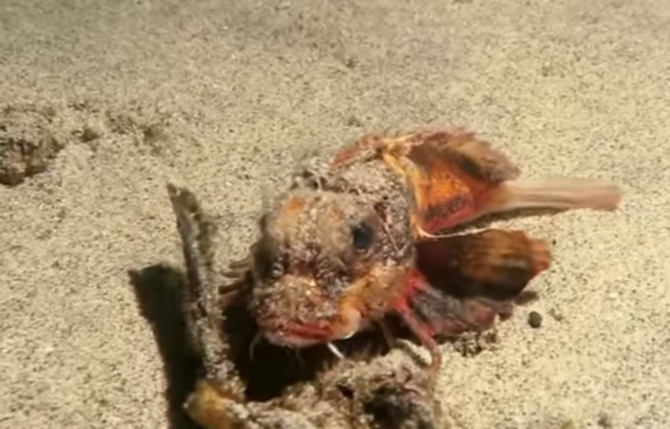 960x614 plongeur decouvre poisson dote jambes marche fond eau