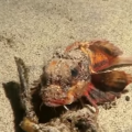 960x614 plongeur decouvre poisson dote jambes marche fond eau