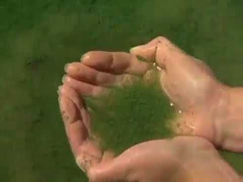 Aphanizomenon flos aquae