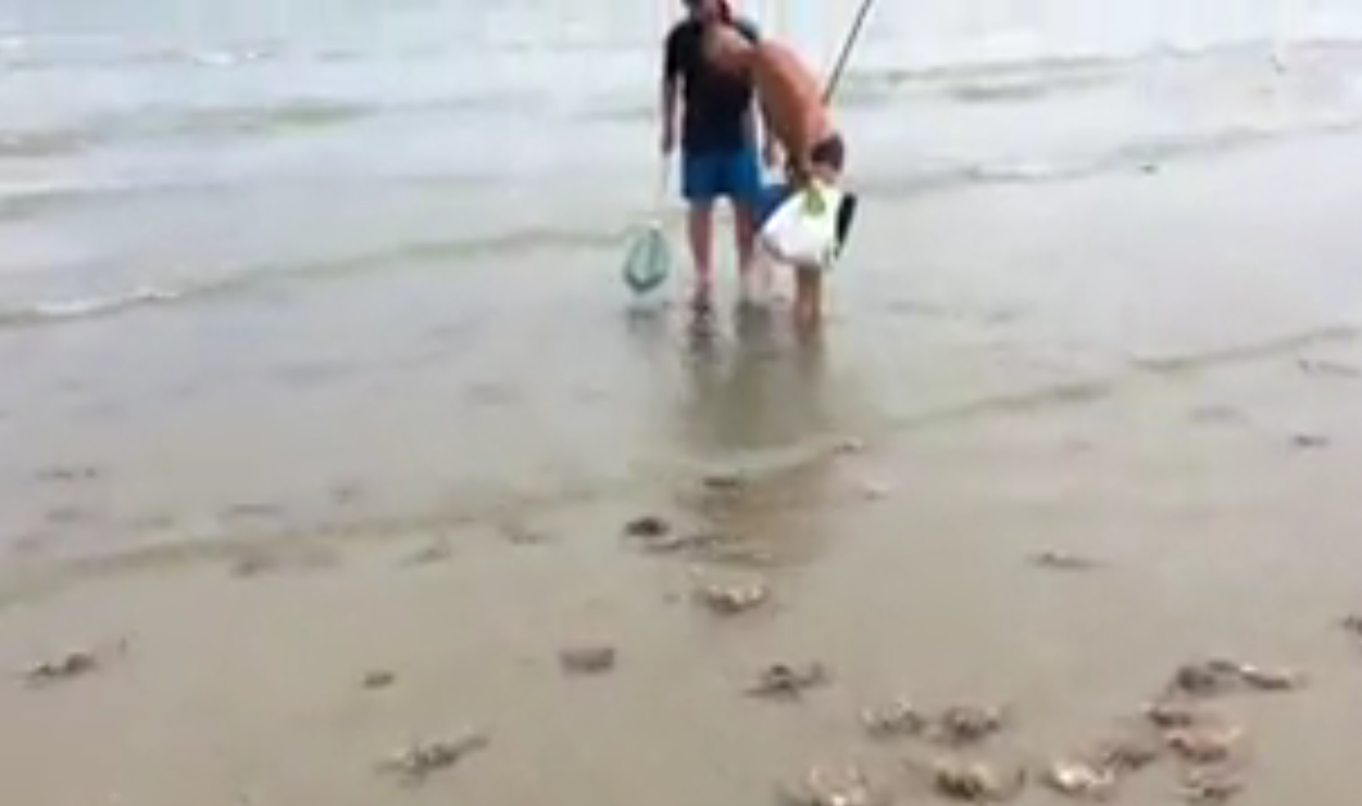 vidéo Des centaines d’araignées envahissent une plage