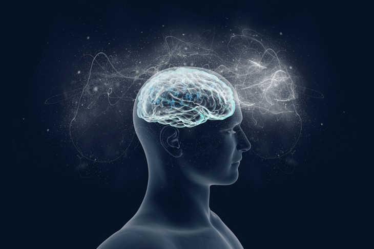 Cerveau 11