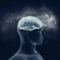 Cerveau 11