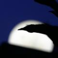 Lune 1
