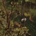 Musiqueplante
