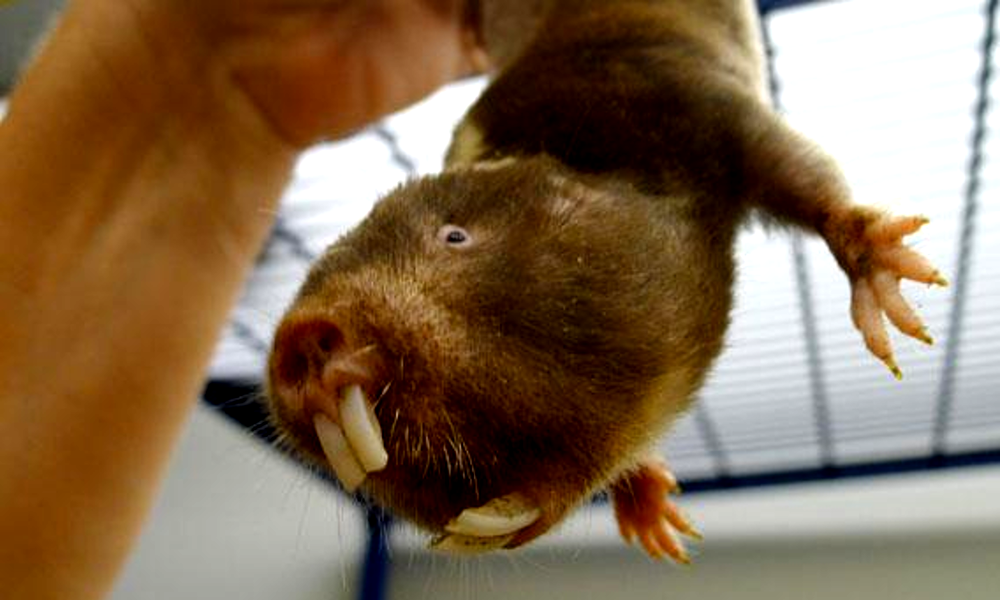Rat dents longues
