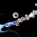 Sclerose en plaques une nouvelle molecule et un anticorps a lessai