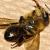 700 ruches mortes en Dordogne