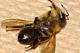 700 ruches mortes en Dordogne
