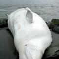 Alaska beluga whales