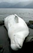 Alaska beluga whales