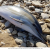 Vendée. Une cinquantaine de dauphins retrouvés morts sur les plages en moins d’une semaine