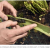Une plante tueuse de frelons asiatiques découverte à Nantes