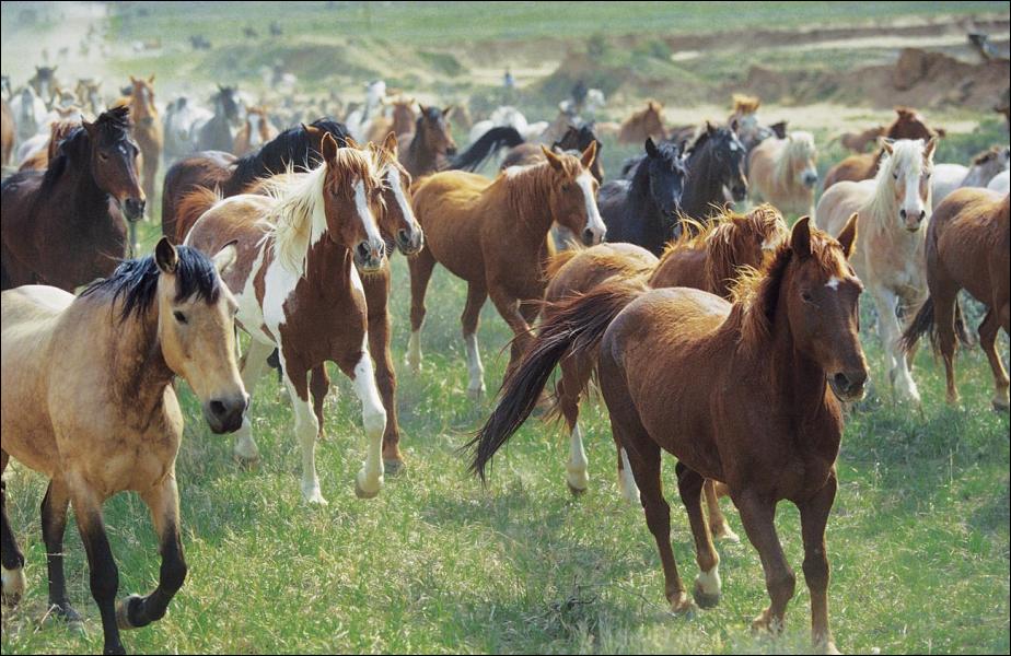 Chevaux sauvage