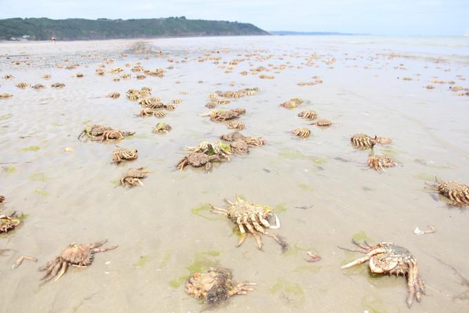 Des centaines d araigne es envahissent une plage