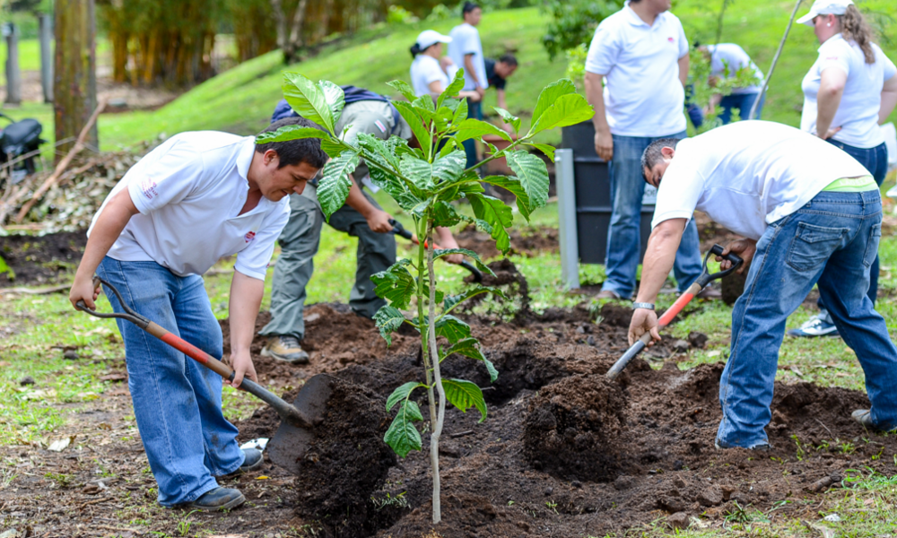 Foret planteurs