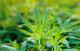 Cannabis : La France légalise par erreur la molécule qui rend «stone»