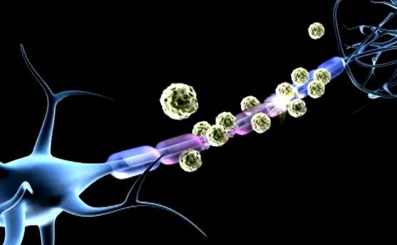 Sclerose en plaques une nouvelle molecule et un anticorps a lessai