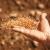 Biodiversité. Le conseil constitutionnel interdit la vente de semences paysannes