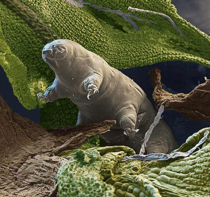 Tardigrades 02