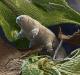 Le tardigrade, cet animal quasi indestructible